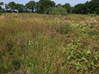 NL, Drenthe, Tynaarlo, Lage Maden 48, Saxifraga-Hans Boll