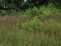 NL, Drenthe, Tynaarlo, Lage Maden 5, Saxifraga-Hans Boll