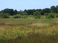 NL, Drenthe, Tynaarlo, Lage Maden 54, Saxifraga-Hans Boll