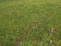 NL, Drenthe, Tynaarlo, Osbroeken 2, Saxifraga-Hans Boll