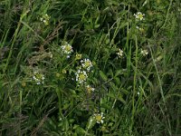 NL, Drenthe, Tynaarlo, Osbroeken 20, Saxifraga-Hans Boll