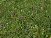 NL, Drenthe, Tynaarlo, Osbroeken 8, Saxifraga-Hans Boll