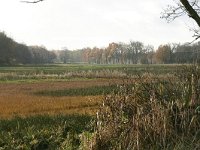 NL, Drenthe, Tynaarlo, Oudemolensche Diep 1, Saxifraga-Hans Boll