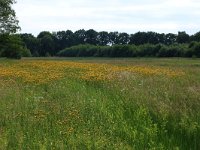 NL, Drenthe, Tynaarlo, Oudemolensche Diep 13, Saxifraga-Hans Boll