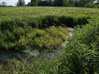 NL, Drenthe, Tynaarlo, Oudemolensche Diep 17, Saxifraga-Hans Boll