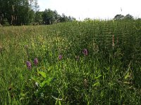 NL, Drenthe, Tynaarlo, Oudemolensche Diep 21, Saxifraga-Hans Boll