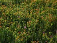 NL, Drenthe, Tynaarlo, Oudemolensche Diep 46, Saxifraga-Hans Boll