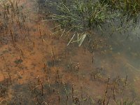 NL, Drenthe, Tynaarlo, Oudemolensche Diep 5, Saxifraga-Hans Boll