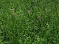 NL, Drenthe, Tynaarlo, Oudemolensche Diep 56, Saxifraga-Hans Boll