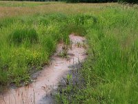 NL, Drenthe, Tynaarlo, Oudemolensche Diep 64, Saxifraga-Hans Boll