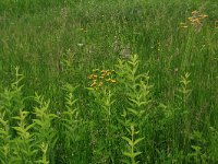 NL, Drenthe, Tynaarlo, Oudemolensche Diep 69, Saxifraga-Hans Boll