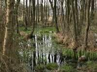 NL, Drenthe, Tynaarlo, Peizer- en Eeldermaden 1, Saxifraga-Hans Boll