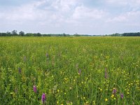 NL, Drenthe, Tynaarlo, Taarlose Diep 1, Saxifraga-Hans Dekker