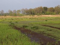 NL, Drenthe, Tynaarlo, Tynaarlose Diep 13, Saxifraga-Hans Boll