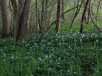 NL, Drenthe, Tynaarlo, Tynaarlose Diep 14, Saxifraga-Hans Boll