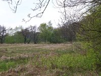 NL, Drenthe, Tynaarlo, Tynaarlose Diep 2, Saxifraga-Hans Boll