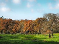 NL, Drenthe, Tynaarlo, Zeegserloopje 2, Saxifraga-Hans Dekker