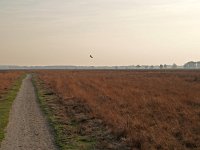 NL, Drenthe, Westerveld, Benderse Berg 3, Saxifraga-Hans Dekker