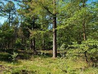 NL, Drenthe, Westerveld, Boswachterij Smilde 2, Saxifraga-Hans Dekker