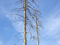 NL, Drenthe, Westerveld, Diever, Drents-Friese Wold 2, Saxifraga-Roel Meijer  Two standing dead Spruce trees (Picea sp.); due to forest fire : dead, flora, floral, forest, natural, nature, picea, spruce, tree, trees, trunk, trunks, woodland, 2, two, branch, branches, fallen, fire, forest fire, grass, no people, nobody, outside, remains, rural, rural landscape, rural scene