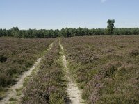 NL, Drenthe, Westerveld, Doldersummer Veld 5, Saxifraga-Willem van Kruijsbergen