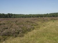 NL, Drenthe, Westerveld, Doldersummer Veld 7, Saxifraga-Willem van Kruijsbergen