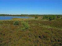 NL, Drenthe, Westerveld, Drostenveen 2, Saxifraga-Hans Dekker