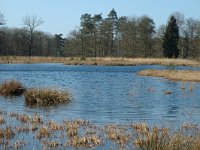 NL, Drenthe, Westerveld, Dwingelder Veld, Diepveen 2, Saxifraga-Marijke Verhagen