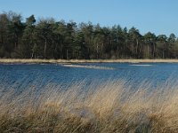 NL, Drenthe, Westerveld, Dwingelder Veld, Zandveen 2, Saxifraga-Marijke Verhagen