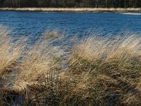 NL, Drenthe, Westerveld, Dwingelder Veld, Zandveen 3, Saxifraga-Marijke Verhagen