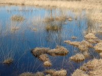 NL, Drenthe, Westerveld, Dwingelder Veld, Zandveen 6, Saxifraga-Marijke Verhagen