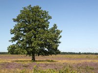 Solitary Common oak (Quercus robur) on heath of Dwingelderveld National Park; Drenthe, Netherlands  Solitary Common oak (Quercus robur) on heath of Dwingelderveld National Park; Drenthe, Netherlands : heath, heather, np, nationa, l park, Dwingelderveld, Dwingeloo, Drenthe, Netherlands, Europe european, Dutch, nature, natural, rural landscape, tree, heathland, oak tree, summer, summertime, rural, rural scene, non-urban scene, outside, outdoor, outdoors, no people, nobody