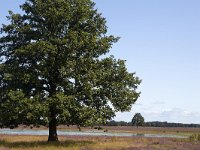 Solitary Common oak (Quercus robur) on heath of Dwingelderveld National Park; Drenthe, Netherlands  Solitary Common oak (Quercus robur) on heath of Dwingelderveld National Park; Drenthe, Netherlands : heath, heather, np, nationa, l park, Dwingelderveld, Dwingeloo, Drenthe, Netherlands, Europe european, Dutch, nature, natural, rural landscape, tree, heathland, oak tree, summer, summertime, rural, rural scene, non-urban scene, outside, outdoor, outdoors, no people, nobody