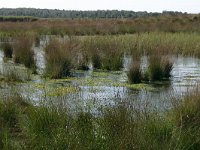 NL, Drenthe, Westerveld, Dwingelderveld 4, Saxifraga-Hans Boll