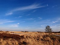 NL, Drenthe, Westerveld, Dwingelose Heide 1, Saxifraga-Hans Dekker