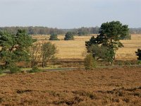 NL, Drenthe, Westerveld, Havelterberg 13, Saxifraga-Hans Dekker