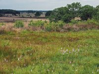 NL, Drenthe, Westerveld, Havelterberg 49, Saxifraga-Hans Dekker