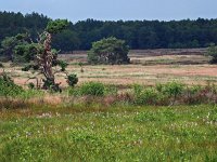 NL, Drenthe, Westerveld, Havelterberg 50, Saxifraga-Hans Dekker