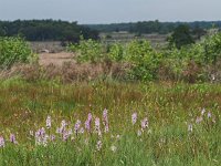 NL, Drenthe, Westerveld, Havelterberg 54, Saxifraga-Hans Dekker