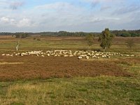 NL, Drenthe, Westerveld, Havelterberg 7, Saxifraga-Hans Dekker