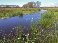 NL, Drenthe, Westerveld, Hertenkamp 1, Saxifraga-Hans Dekker