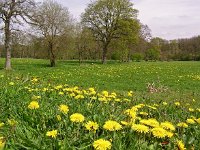 NL, Drenthe, Westerveld, Hezenesch 1, Saxifraga-Hans Dekker