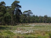 NL, Drenthe, Westerveld, Hoekenbrink 1, Saxifraga-Hans Dekker