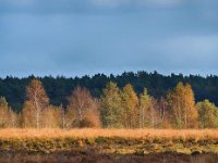 NL, Drenthe, Westerveld, Holtveen 16, Saxifraga-Hans Dekker