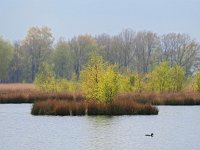 NL, Drenthe, Westerveld, Holtveen 23, Saxifraga-Hans Dekker