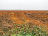 NL, Drenthe, Westerveld, Kraloerheide 20, Saxifraga-Hans Dekker