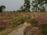 NL, Drenthe, Westerveld, Kraloerheide 6, Saxifraga-Hans Boll