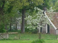 NL, Drenthe, Westerveld, Oldengaerde 1, Saxifraga-Hans Dekker