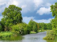 NL, Drenthe, Westerveld, Oude Vaart Uffelte 1, Saxifraga-Hans Dekker