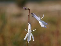 NL, Drenthe, Westerveld, Oude Willem 4, Saxifraga-Hans Dekker